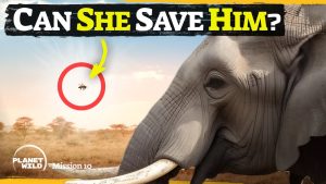 Planet Wild: Can Bees save Elephants?